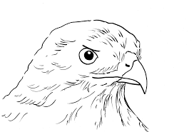 They prefer to settle in dense forests. Hawk Coloring Page Art Starts