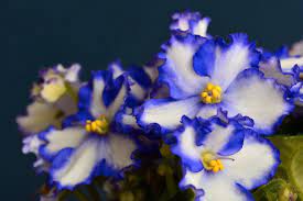 We did not find results for: All About Amazing African Violet Varieties Sizes Colors And Shapes A Natural Curiosity