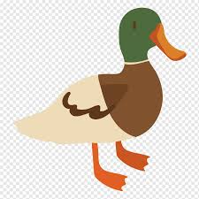 Include a tuff of feathers on the back of the duck's head. Sheep Mallard Duck Drawing Cartoon Animal Bird Beak Mallard Duck Sheep Png Pngwing