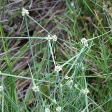 Image result for Lipocarpha chinensis