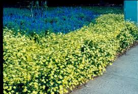 Image result for Stemodiopsis rivae