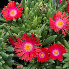 Flowering desert plants for sale. Jewel Of Desert Garnet Delosperma Plants For Sale Ice Plant Free Shipping