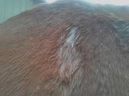 How To Get Rid Of Treat Rain Rot Rain Scald In Horses Rain Rot Equine Care Horses Overcast weather in all its glory. get rid of treat rain rot rain scald