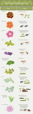 Uprooting Garden Pests Plants Garden Pests Natural Bug Repellent