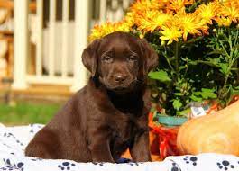 Maybe you would like to learn more about one of these? Chocolate Labrador Retriever Puppies For Sale Greenfield Puppies Labrador Retriever Puppies Chocolate Labrador Retriever Labrador