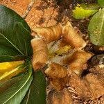 Image result for Gardenia imperialis