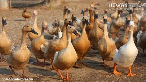 Maybe you would like to learn more about one of these? 3 Manfaat Atau Hasil Utama Memelihara Dan Berternak Bebek Atau Itik Hewanpedia