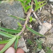 Image result for Cyanotis lanata