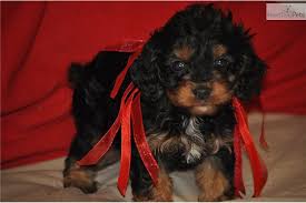 Black And Tan Cavapoo Celab Cavapoo Shipping Available Cavapoo Puppies Cavapoo Puppies