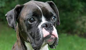 Boxer Dog Breed Information