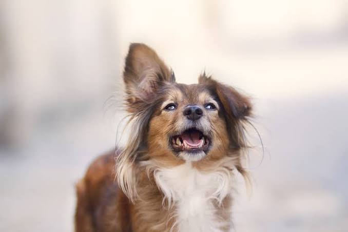 Papillon Mix Animal Facts - Canis lupus familiaris - A-Z Animals