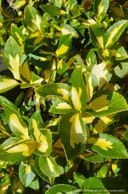 Image result for Euonymus fortunei