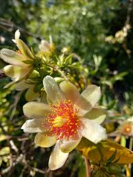 Image result for Pereskia aculeata
