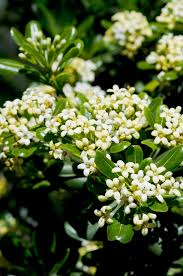 Image result for Pittosporum tobira