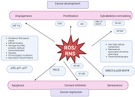 Can Compounds of Natural Origin Be Important in Chemoprevention? Anticancer  Properties of Quercetin, Resveratrol, and Curcumin—A Comprehensive  Review