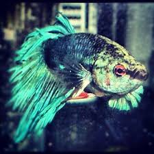 Check Out The Mug On This Betta This Is One Fish With Definite Attitude Betta Fish Fish Betta