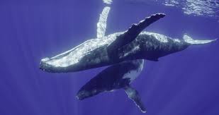 Humpback whales are so called because of the habit of raising and bending the back in preparation for a dive, accentuating the hump in front of the dorsal fin. Underwater Photographer Unveils Secrets Of The Whales Here Now