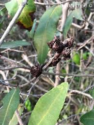 Image result for Ochna angustata