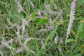 Image result for Hermbstaedtia fleckii