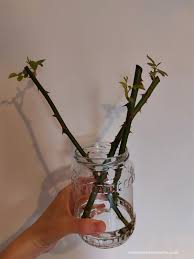 Image result for cuttings of roses