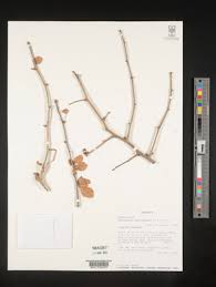 Image result for Commiphora pteleifolia