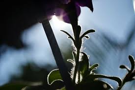 Urban stems flowers sri lanka. Sunlight Light Backlight Flowers Flower Purple Flower Plant Sri Lanka Piqsels