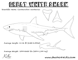 Great White Shark Coloring Sheet Great White Shark Coloring Sheets Shark Facts