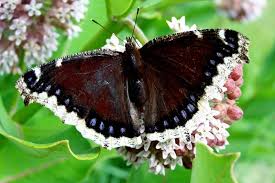 Check spelling or type a new query. Spring Butterflies Mourning Cloak Birds And Blooms
