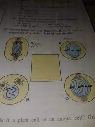Maybe you would like to learn more about one of these? Shown Below Are Four Stages A B C D Not In Sequence Of Certain Kind Of Cell Divisiona Is It A Plant Brainly In