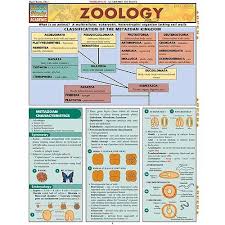 Zoology Chart