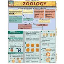 zoology chart