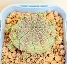 Image result for Euphorbia davyi