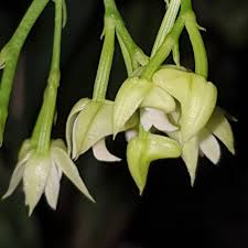 Image result for Polystachya cultriformis