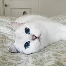 Prenses Gibi Kedi Sevimli Kediler Guzel Kediler