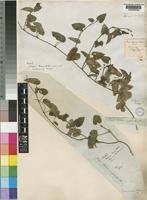 Image result for Tragia glabrata