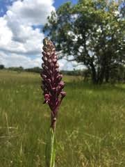 Image result for Disa ochrostachya