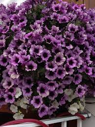 Purple Petunia Hanging Basket Just Amazing And Awesome Petunia Hanging Baskets Purple Flowers Garden Hanging Baskets