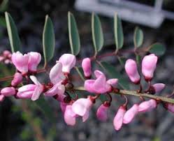 Image result for Indigofera longistaminata