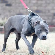 The original gator pitbulls were bred as the problem with gator pitbulls being sold today. Pin On Dogs