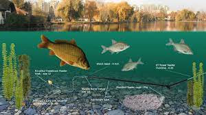See more ideas about fishing rigs, whiting, rigs. Feeder Rigs I Energofish