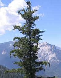 Four species of pine grow throughout the mountains of the northwest: Tree Guide Oregonforests