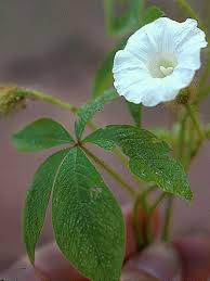 Image result for Merremia