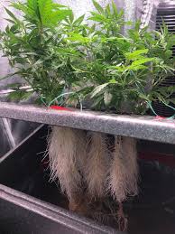 Jun 10, 2021 · the company has introduced a new irrigation boom model, i.e. I M Doing Some Testing For Bifarm With Their New Aerokit High Pressure Aeroponics System Loving These Roots Microgrowery