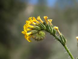 Image result for Boraginaceae