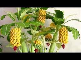 The banana plant, or musa, comes in many shapes and sizes. Miniature Dwarf Bananas Bonsai Youtube