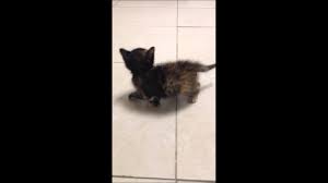 Although a cat might be experience vestibular disease, it would not affect their hearing in any way. Kitten With Vestibular Disease And Head Tilt Youtube