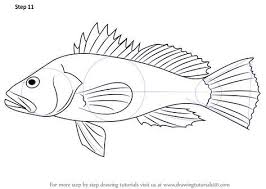 Learn How To Draw A Black Sea Bass Fishes Step By Step Drawing Tutorials In 2020 Drawings Resin Art Canvas Drawn Fish