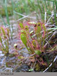 Image result for Droseraceae