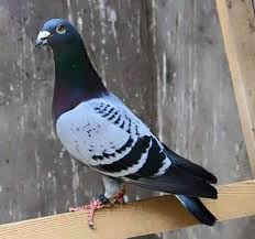 Sabri Bey Adli Kullanicinin Posta Guvercini Racing Pigeon Panosundaki Pin