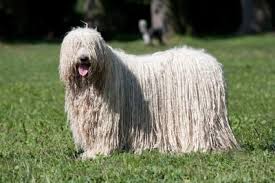 The mop dog, the hungarian puli puli, the strongest watching fog ever, is more and more popular this cute 'mop dog' is considered to be a real hungaricum. Puli Dog Breed Information